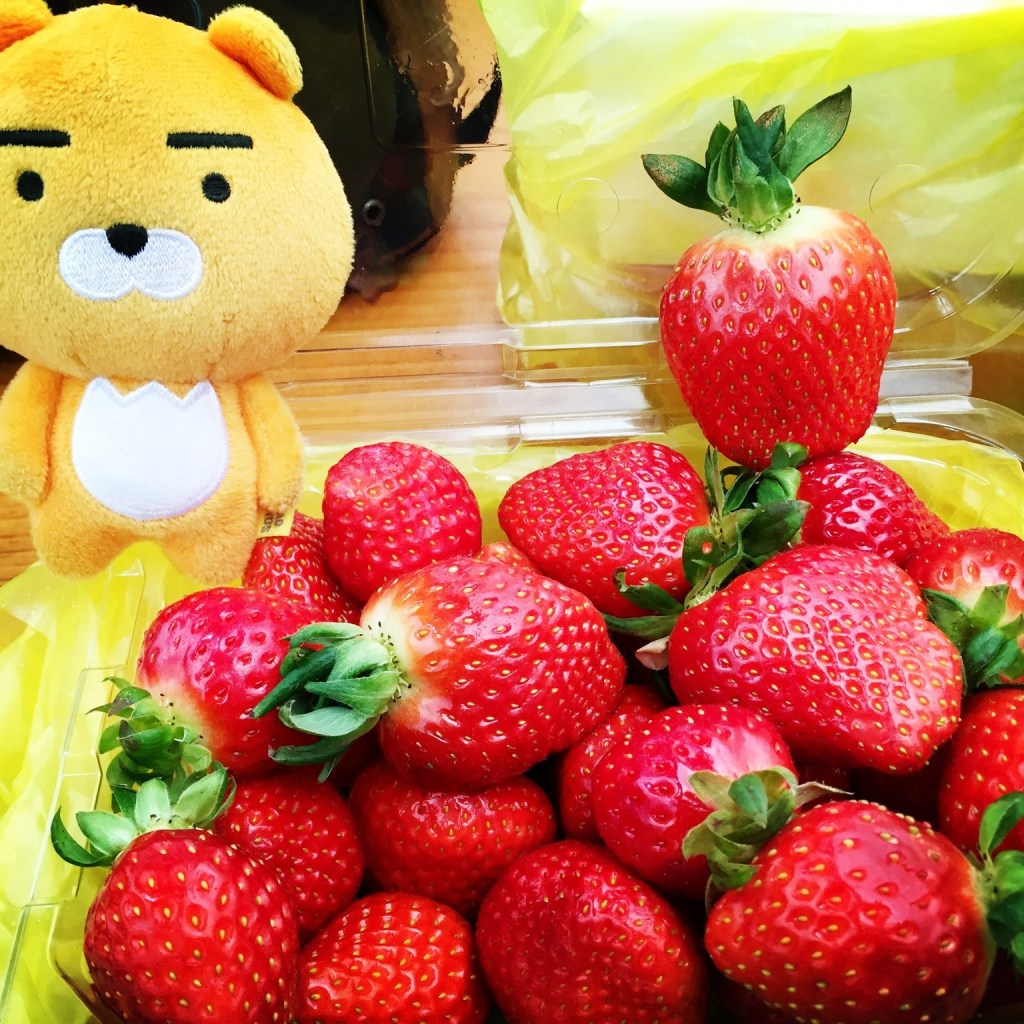 《草莓季，來韓國京畿道楊平郡採草莓！》
